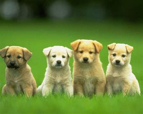 Free Download Images Cute Dogs And Puppies Wallpaper 2560x1600 For