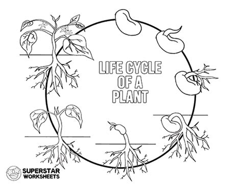 Life Cycle Of A Plant Worksheets 99worksheets
