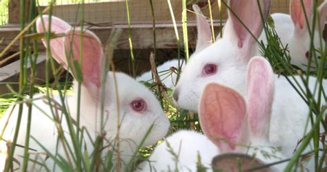 Best Meat Rabbit Breeds To Consider Jaguza Farm Support