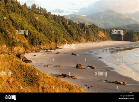 Coastal Trees On Hillsides Meet The Sand On A Pacific Ocean Bean In