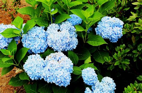 Free Images Nature Flower Blue Garden Flowers Hydrangeas