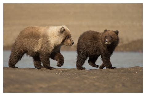 Grizzly Bear Cubs Natures Images