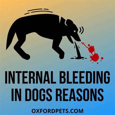 Internal Bleeding In Dogs 9 Symptoms And Home Remedies Oxford Pets