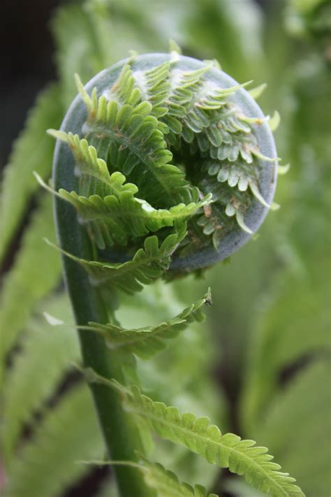 Matteuccia Struthiopteris Strutbräken Ferns And Lycophytes Of The World