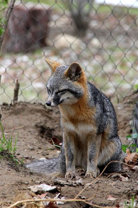 Gray Fox Urocyon Cinereoargenteus Zoochat