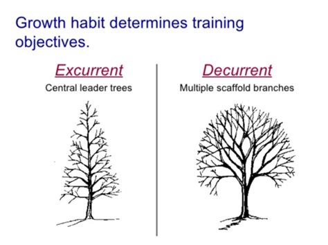 Dendrology Exam 1 Flashcards Quizlet