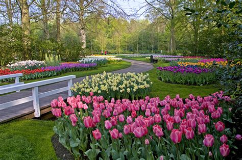 Fonds Decran Pays Bas Parc Printemps Tulipes Narcissus Keukenhof Lisse