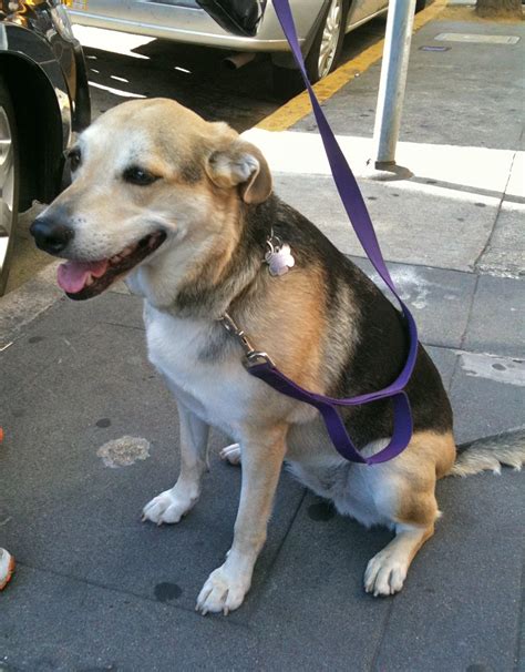 Dog Of The Day German Shepherd Mix Lab The Dogs Of San Francisco