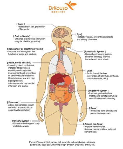  each of the human body system and female body part is not only shown in 3d but also each anatomyka system has its own labeled diagram and every term. Humbody Organs Drawing at GetDrawings | Free download