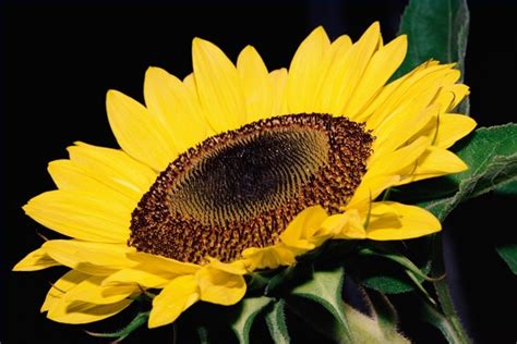 Roasted Sunflower Seeds Recipe How To Roast Sunflower Seeds