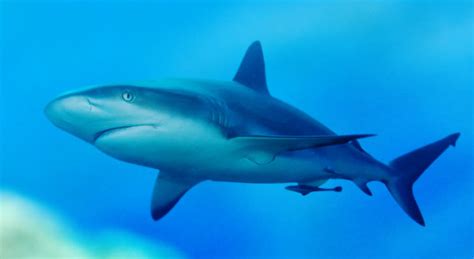 Shark Fish Shark Pictures Types And Facts