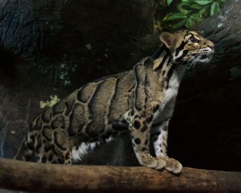 Clouded Leopard Facts Diet Habitat And Pictures On Animaliabio