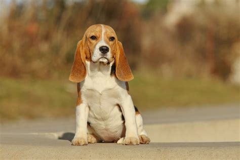 Free Download Hd Wallpaper Animals Beagles Dog Wallpaper Flare