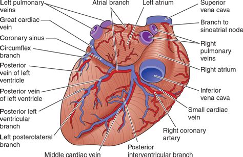 Posterior Vein Of Left Ventricle My Xxx Hot Girl