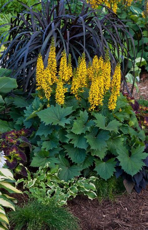 Additionally, when you plant these flowering perennials in shade, you attract butterflies and other beneficial insects to your overland park yard. 'Bottle Rocket' - Ligularia hybrid | Proven winners ...