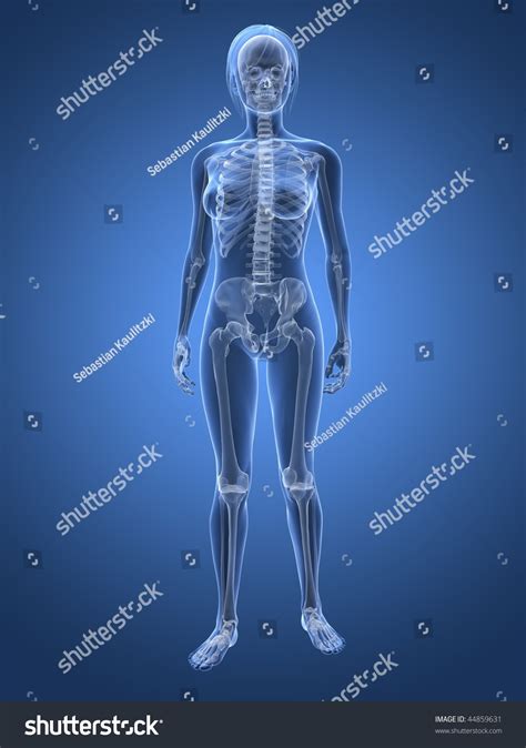 Human Female Skeleton Images Browse 24897 Stock Photos And Vectors Free