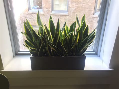 When it comes to indoor plants, plant pots need to be selected carefully. PDI Plants Blog: New Best Discounted Rectangular Planters ...