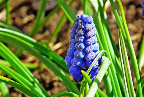 Sapphires Flowers Blue Free Photo On Pixabay