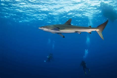 Czy W Morzu Czarnym Są Rekiny Sprawdzamy Travelers