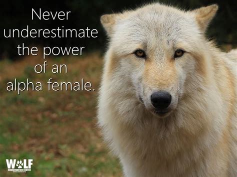 Alpha Females Wolf Quotes Animal Quotes Warrior Quotes