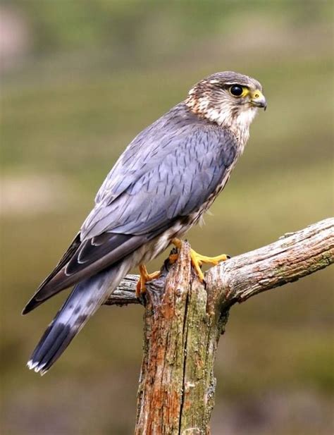 Merlin Merlins Are Small Fierce Falcons That Use Surprise Attacks To
