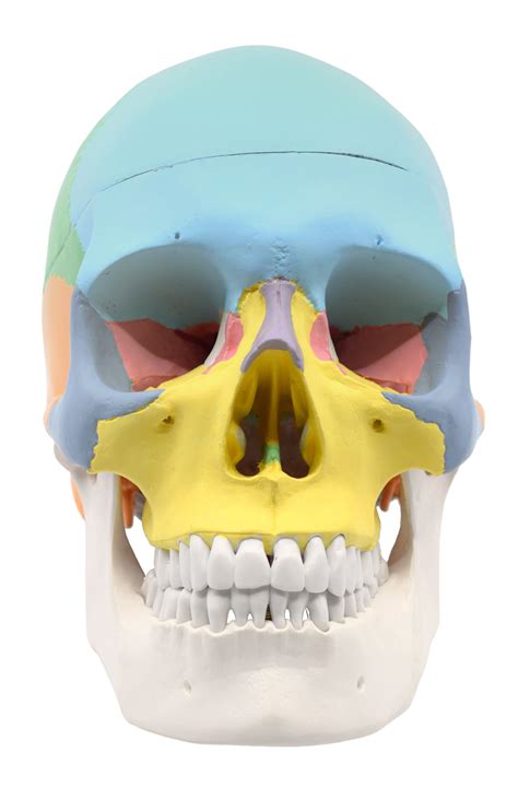 Didactic Human Adult Skull Anatomical Model 3 Part Color Coded