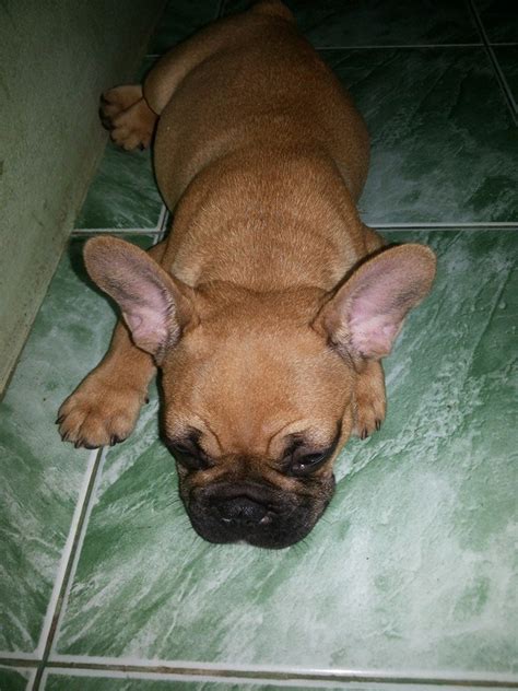 A french bulldog is considered a small to medium breed dog depending on the sire and dam size and weight. French Bulldog Puppies FRENCHIES FOR SALE ADOPTION from ...