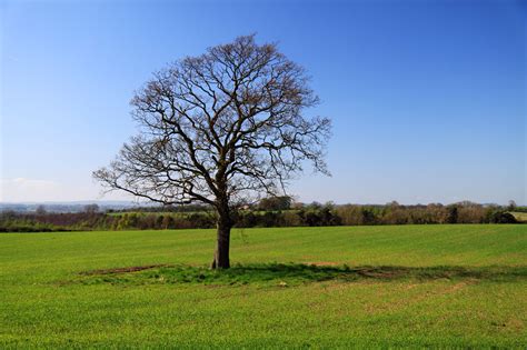 Lonely Tree Free Stock Photo Public Domain Pictures