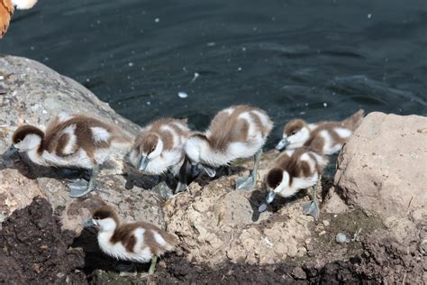 Teknik download gambar gambar itik. Gambar : imut, margasatwa, coklat, fauna, burung-burung ...