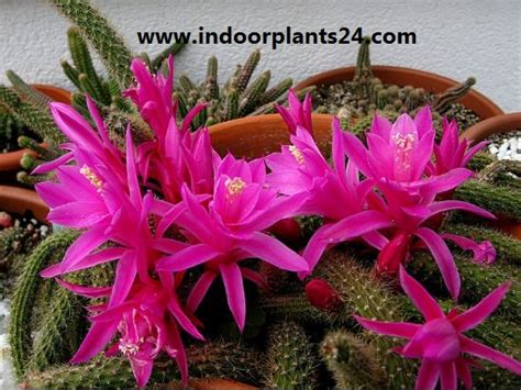 There are good reasons for this: Aporocactus Flagelliformis Cactaceae RATS-TAIL CACTUS ...