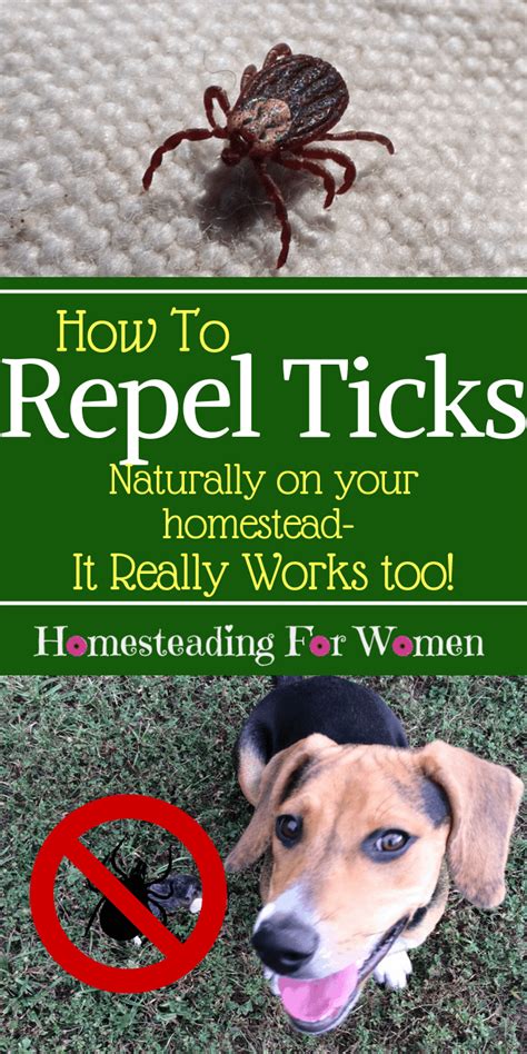 How To Repel Ticks Naturally On Your Homestead That Really Works