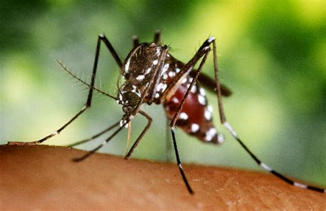 ¡cazar Al Mosquito Tigre Comunidad Valenciana El Mundo
