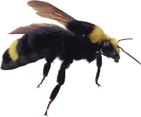 Bee Png Image Transparent Image Download Size 2741x2283px