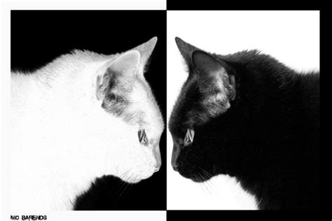 Black Cat White Cat By Mo6 On Deviantart Cats Cat Love White Cat