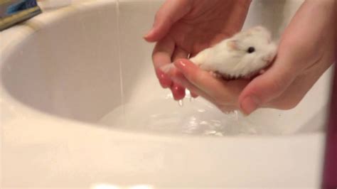 How To Clean A Baby Hamster Real Facts With 9 Best Methods