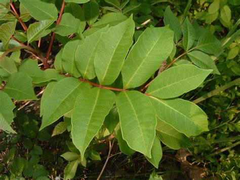 The rash is actually an allergic reaction to urushiol, a plant oil. Protect Yourself From Poisonous Plants | University of ...