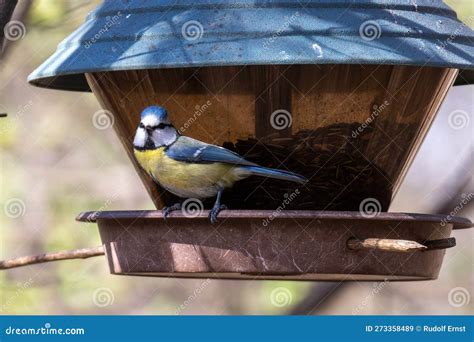 The Eurasian Blue Tit Cyanistes Caeruleus Is A Small Passerine Bird In