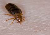 Chemical For Bed Bug Control Images