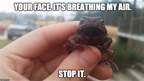Grumpy Frog Imgflip