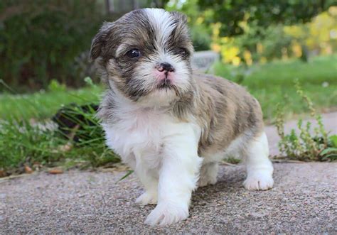 Shorkie Puppies For Sale Near Me Central Park Puppies