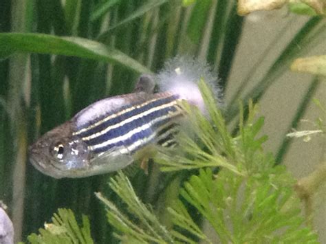 See full list on thesprucepets.com What's happened to my Zebra Danio? His tail has gone, and ...