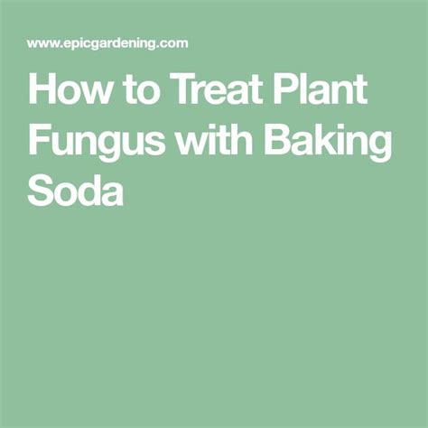 How To Treat Plant Fungus With Baking Soda Plant Fungus Baking Soda