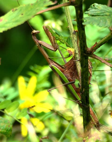 Chinese Mantis Tenodera Sinensis Friendsville Md 9 8 19 Flickr
