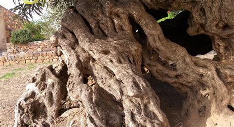 Natures Sculpture The Ancient Olive Tree Of Vouves Crete Greek