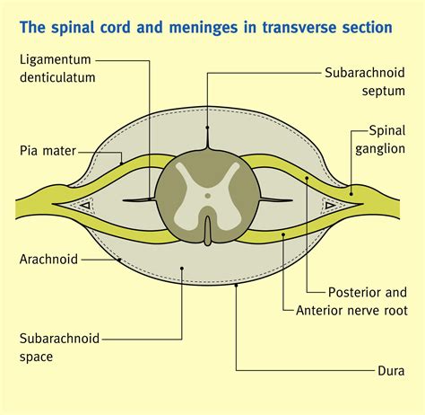 The Spinal Cord And Its Membranes Anaesthesia Intensive Care Medicine