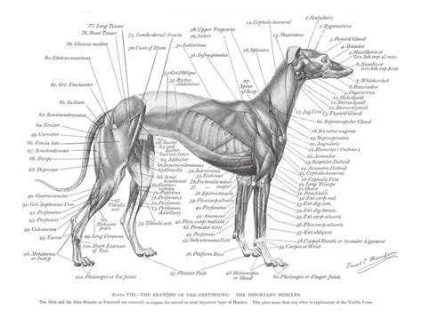 Giving your dog a bone almost always results in a happy pup, but this does not mean the practice is safe. Greyhound Anatomy Diagram - The Muscles - click the link to get this Greyhound Anatomy Print in ...