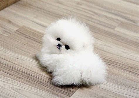 5 Smallest Puppies You Have Ever Seen ~ The Pets Planet Pomeranian