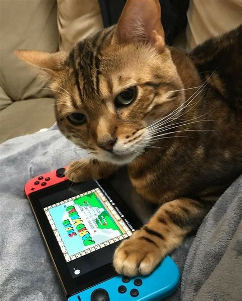 Pin By Meriem Dz On Animaux Mignons Nintendo Switch Animal Crossing