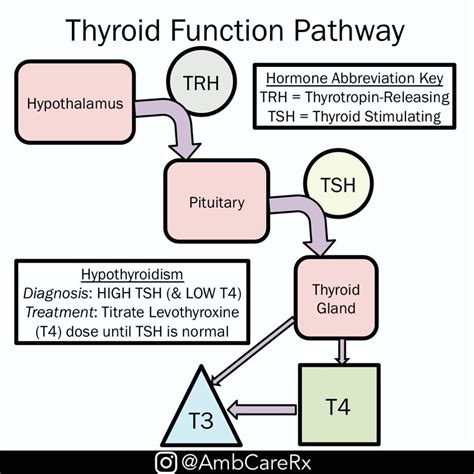 Pathophysiology Of The Thyroid Parathyroid And Sexual