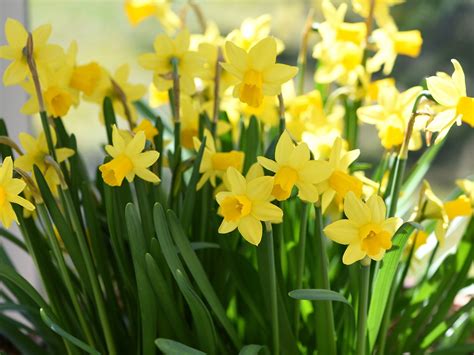 Amarillo Daffodils Spring Flowers Fondo De Pantalla Hd Avance